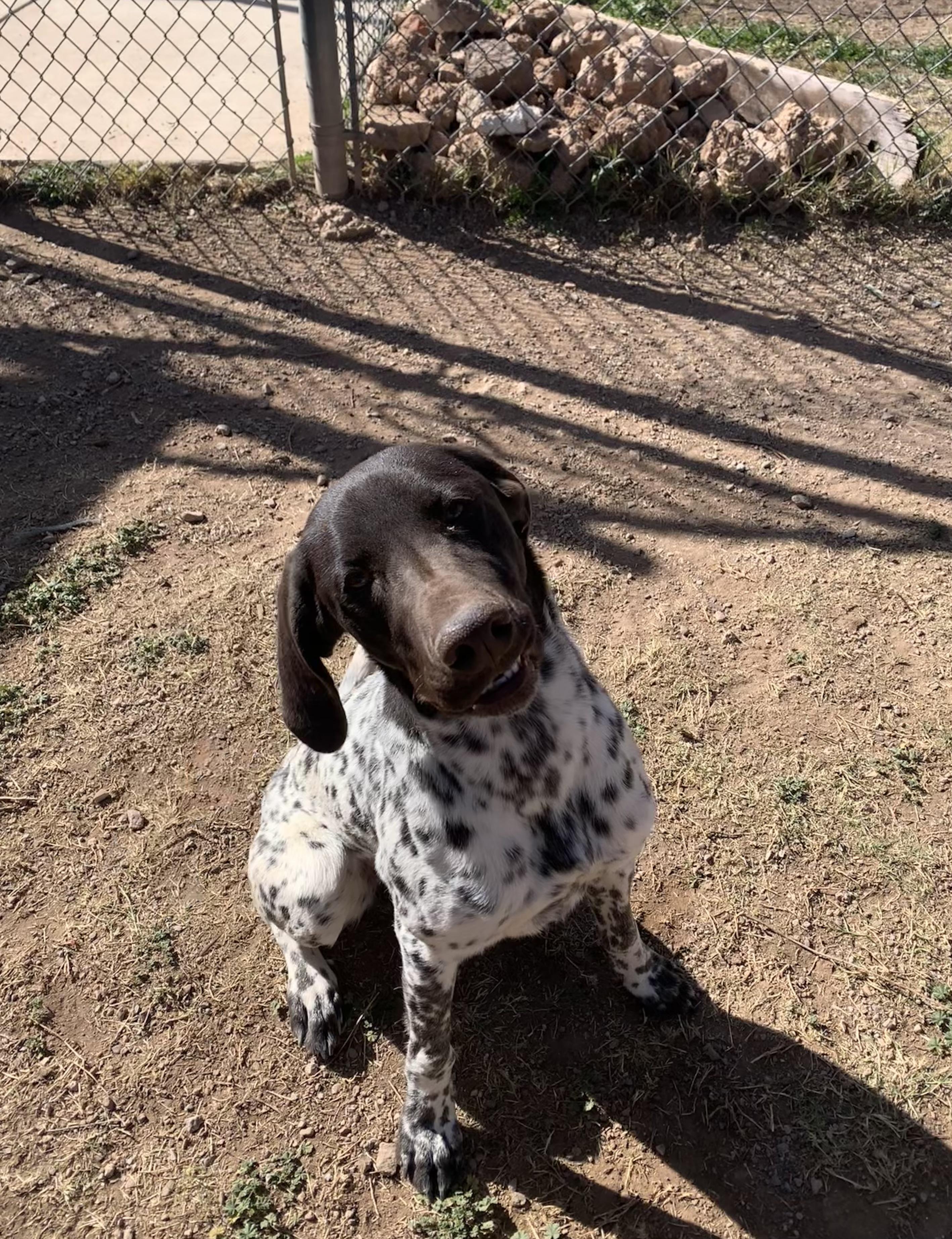Annie, an adopted German Shorthaired Pointer in Bisbee, AZ image 2/3