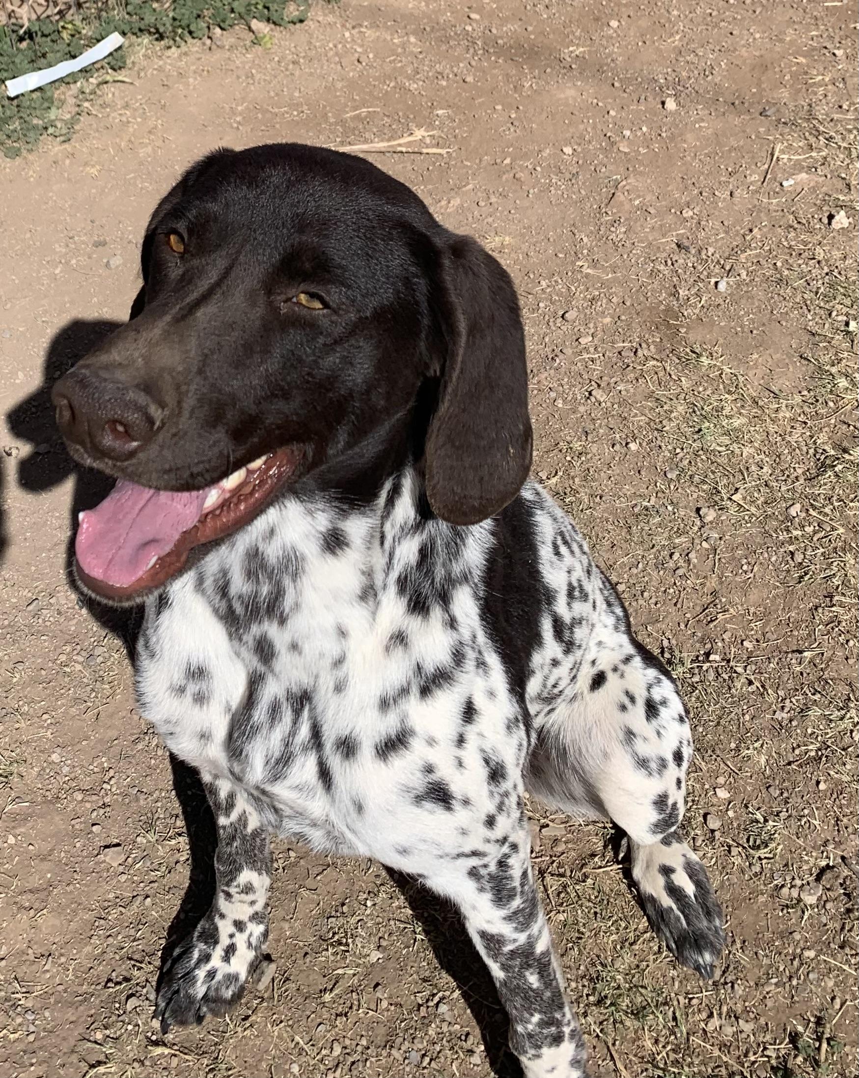 Annie, an adopted German Shorthaired Pointer in Bisbee, AZ image 1/3