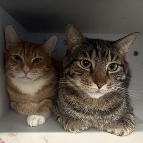 G Baby — thumbnail 2