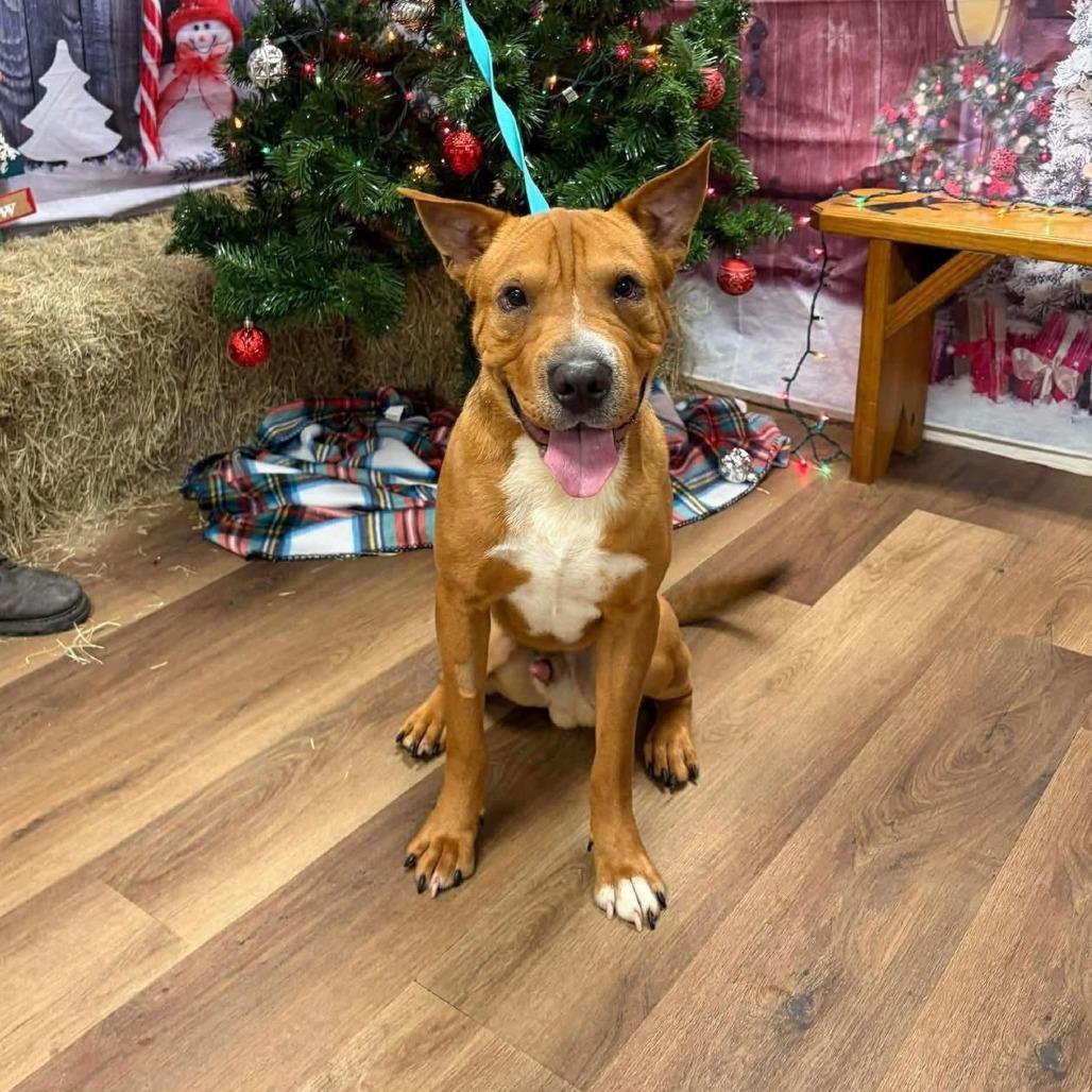 Scooby, Adoptable, Young Male Mixed Breed.