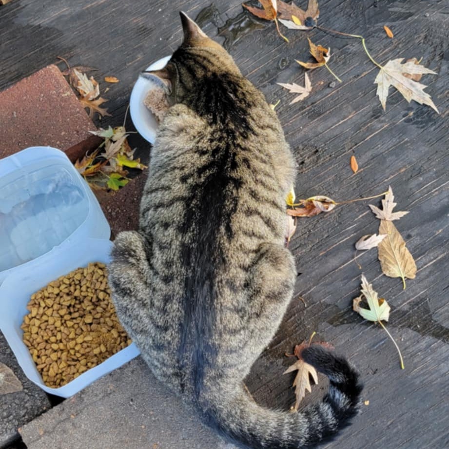 Enlarge Yari, a Adoptable mixed breed in Mission, KS image 2/4