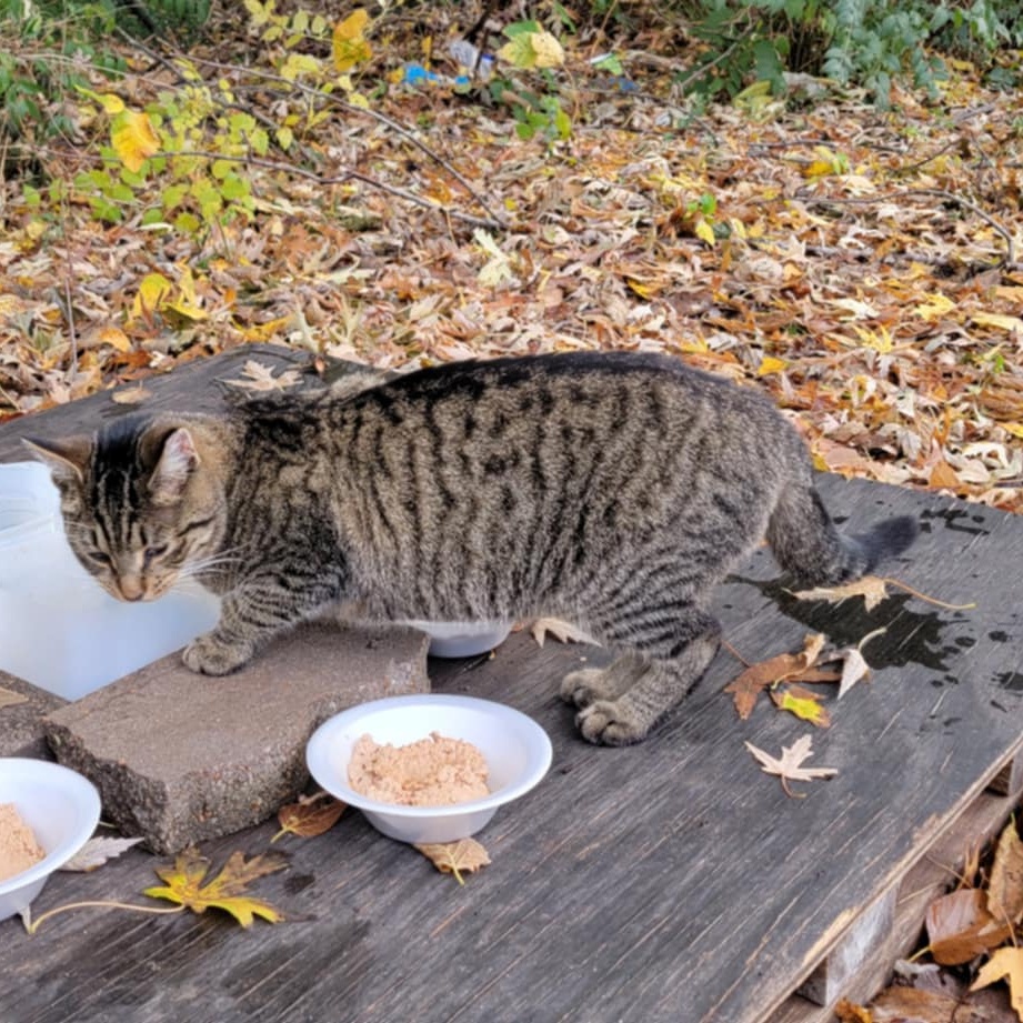 Enlarge Yari, a Adoptable mixed breed in Mission, KS image 3/4