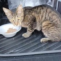 Enlarge Yari, a Adoptable mixed breed in Mission, KS image 1/4