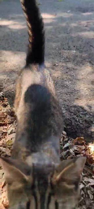 Enlarge Yari, a Adoptable mixed breed in Mission, KS video 4/4