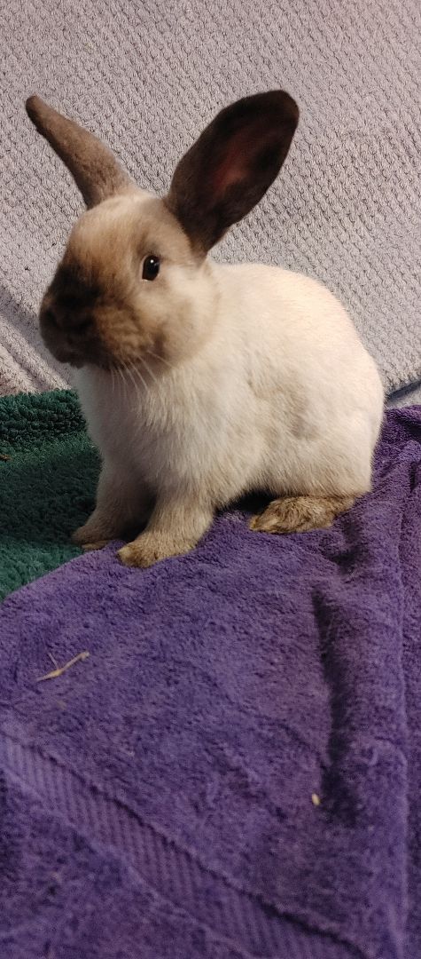 Enlarge Rowan (South Surrey), a Adoptable mixed breed in Vancouver, BC image 1/4