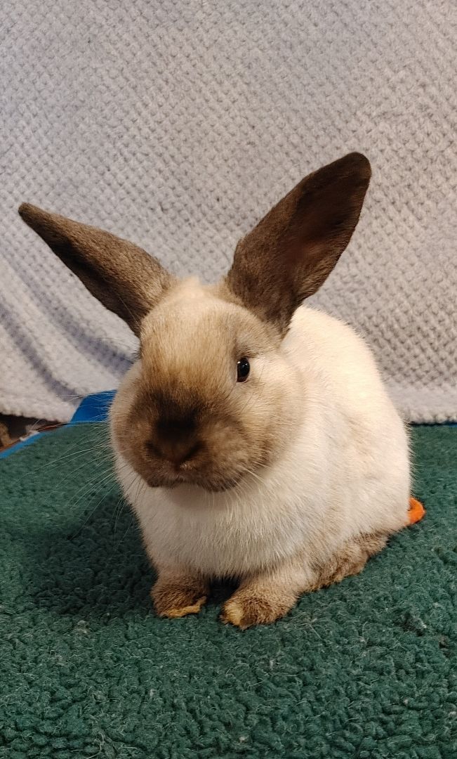 Enlarge Rowan (South Surrey), a Adoptable mixed breed in Vancouver, BC image 2/4