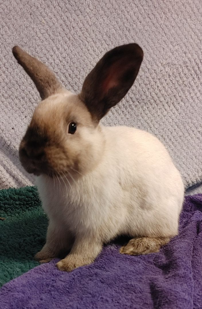 Enlarge Rowan (South Surrey), a Adoptable mixed breed in Vancouver, BC image 3/4