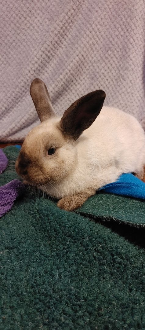 Enlarge Rowan (South Surrey), a Adoptable mixed breed in Vancouver, BC image 4/4