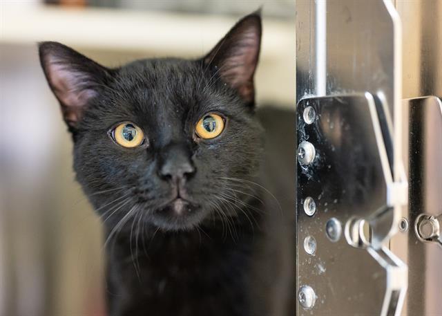 Enlarge BEANS, a Adoptable Domestic Short Hair in Colorado Springs, CO image 1/1
