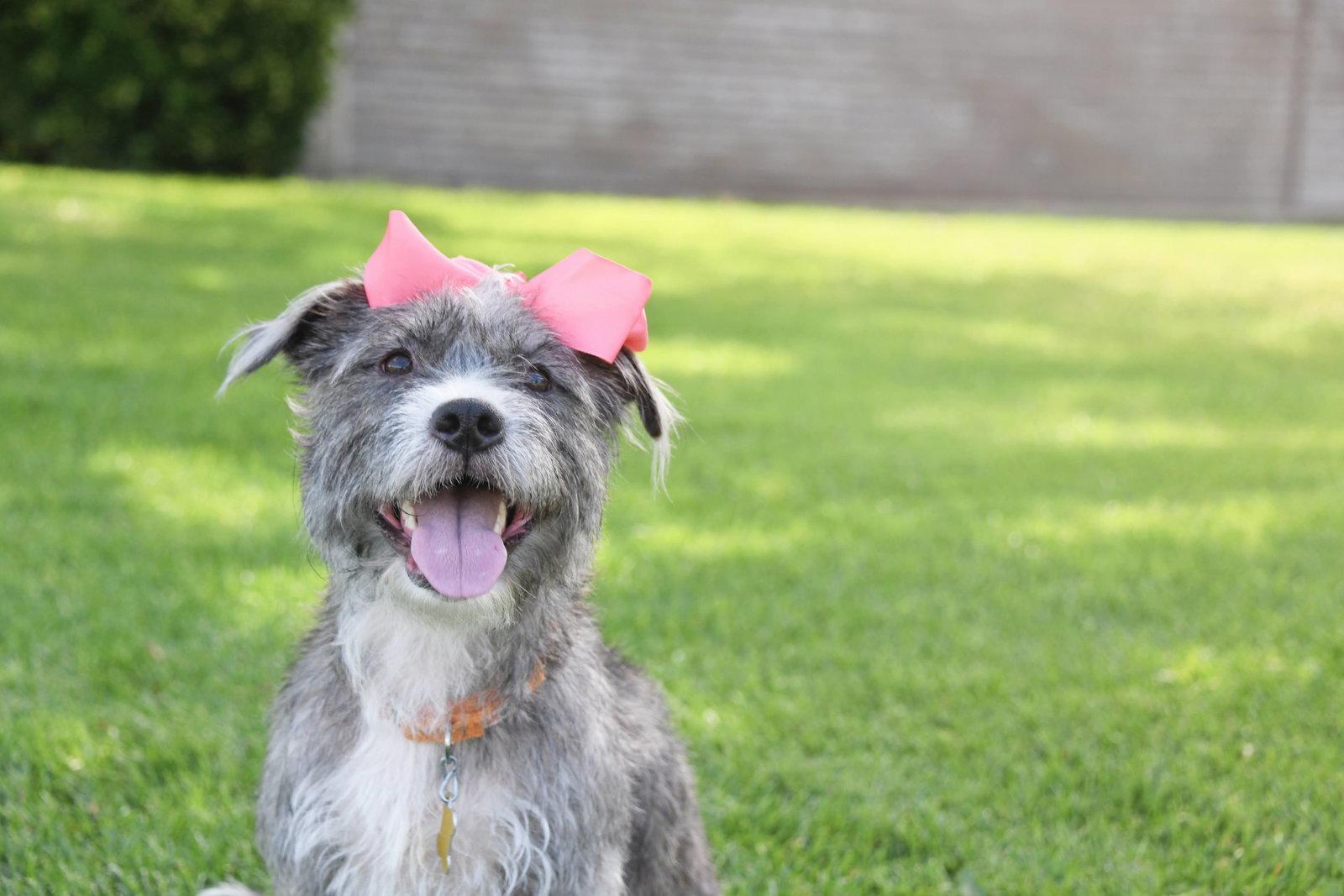 Momma gray, Adoptable, Adult Female Terrier.