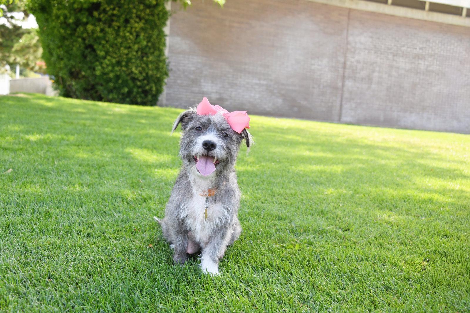 Momma gray, a Adoptable Terrier in Salt Lake City, UT image 2/3