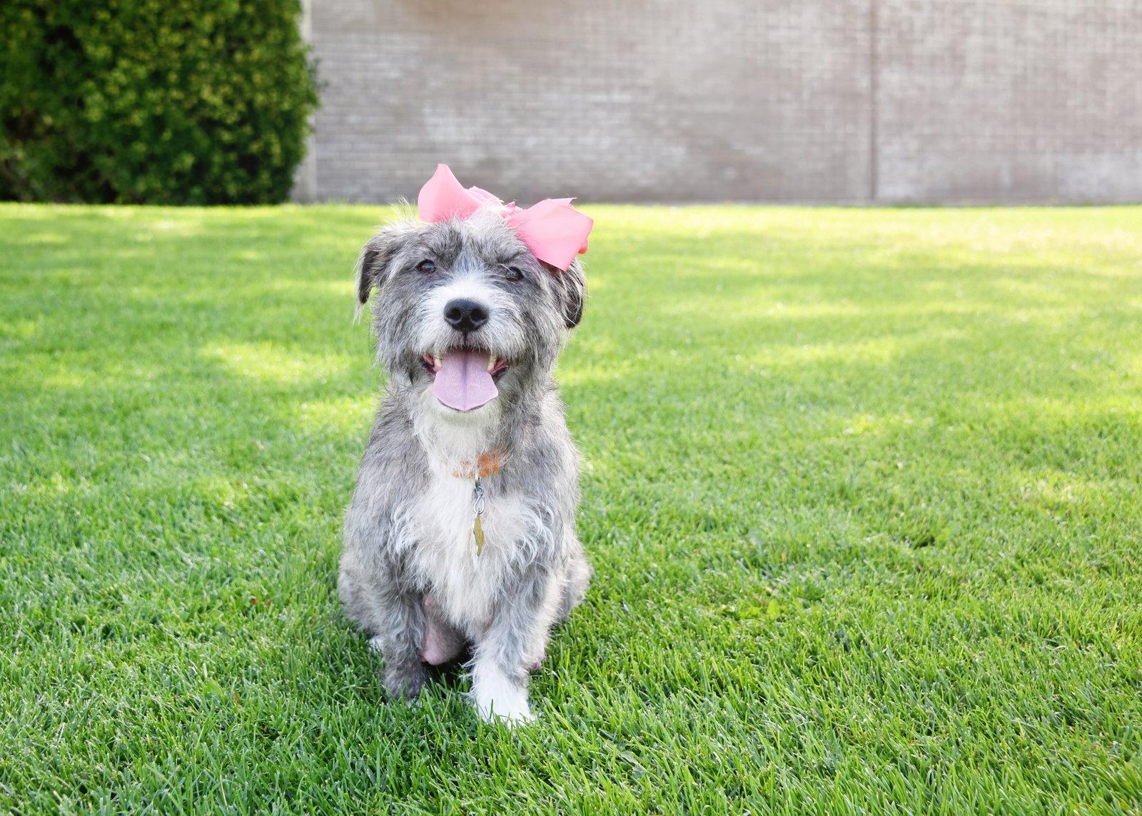 Momma gray, a Adoptable Terrier in Salt Lake City, UT image 3/3
