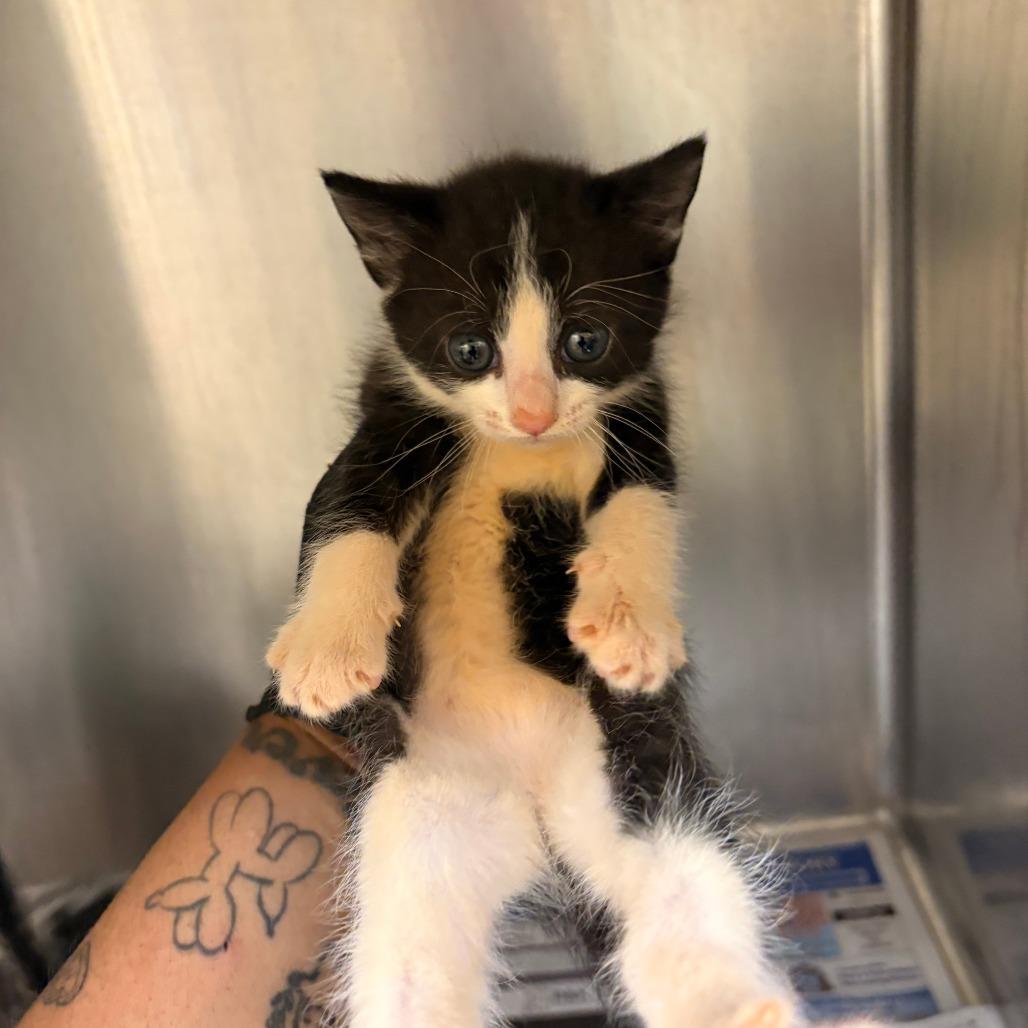 Enlarge Glory, a Adoptable Domestic Short Hair in Mocksville, NC image 1/2