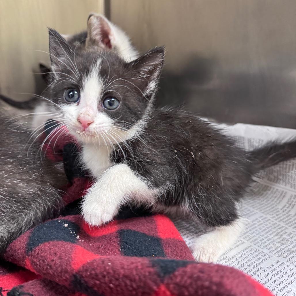 Enlarge Glory, a Adoptable Domestic Short Hair in Mocksville, NC image 2/2