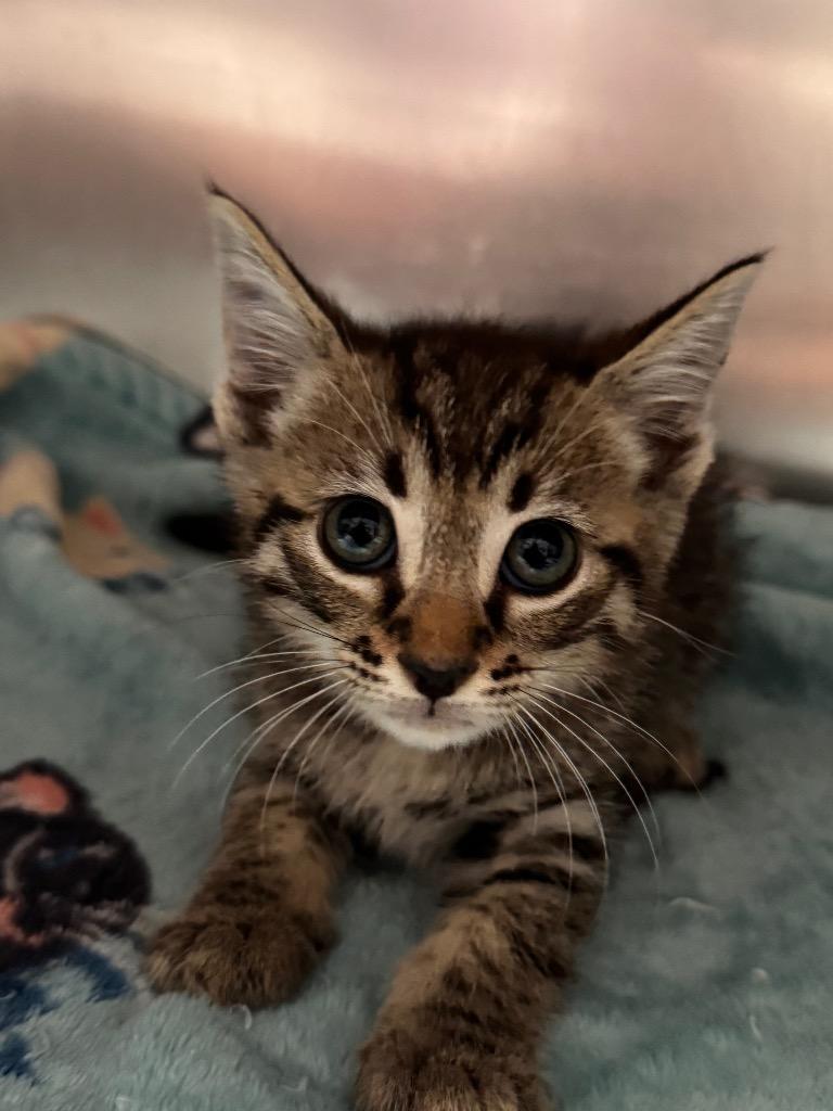 Enlarge Palmetto, a Adoptable mixed breed in Labelle, FL image 1/4