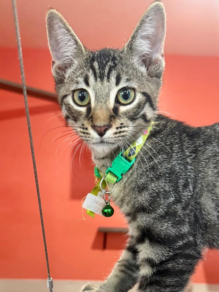 Enlarge Palmetto, a Adoptable mixed breed in Labelle, FL image 2/4