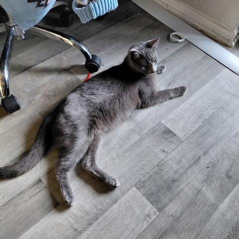 Blue (Deaf), Adoptable, Adult Female Russian Blue.