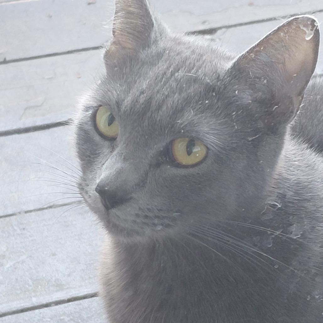 Enlarge Blue (Deaf), a Adoptable Russian Blue in League City, TX image 2/3