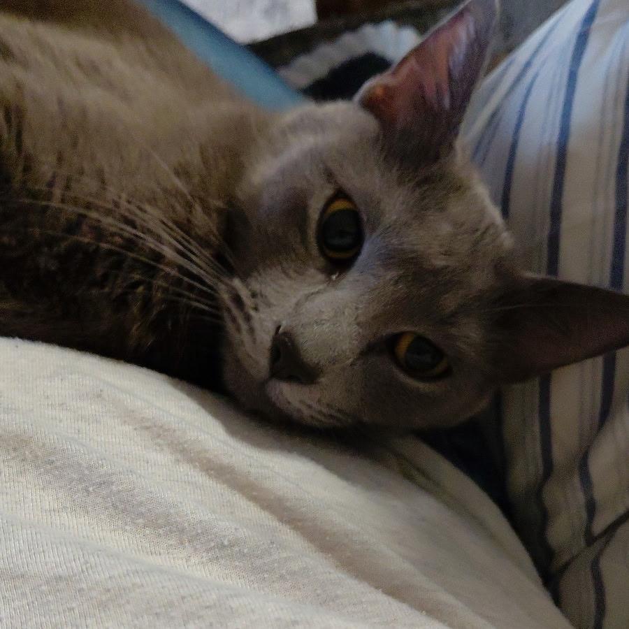 Enlarge Blue (Deaf), a Adoptable Russian Blue in League City, TX image 3/3