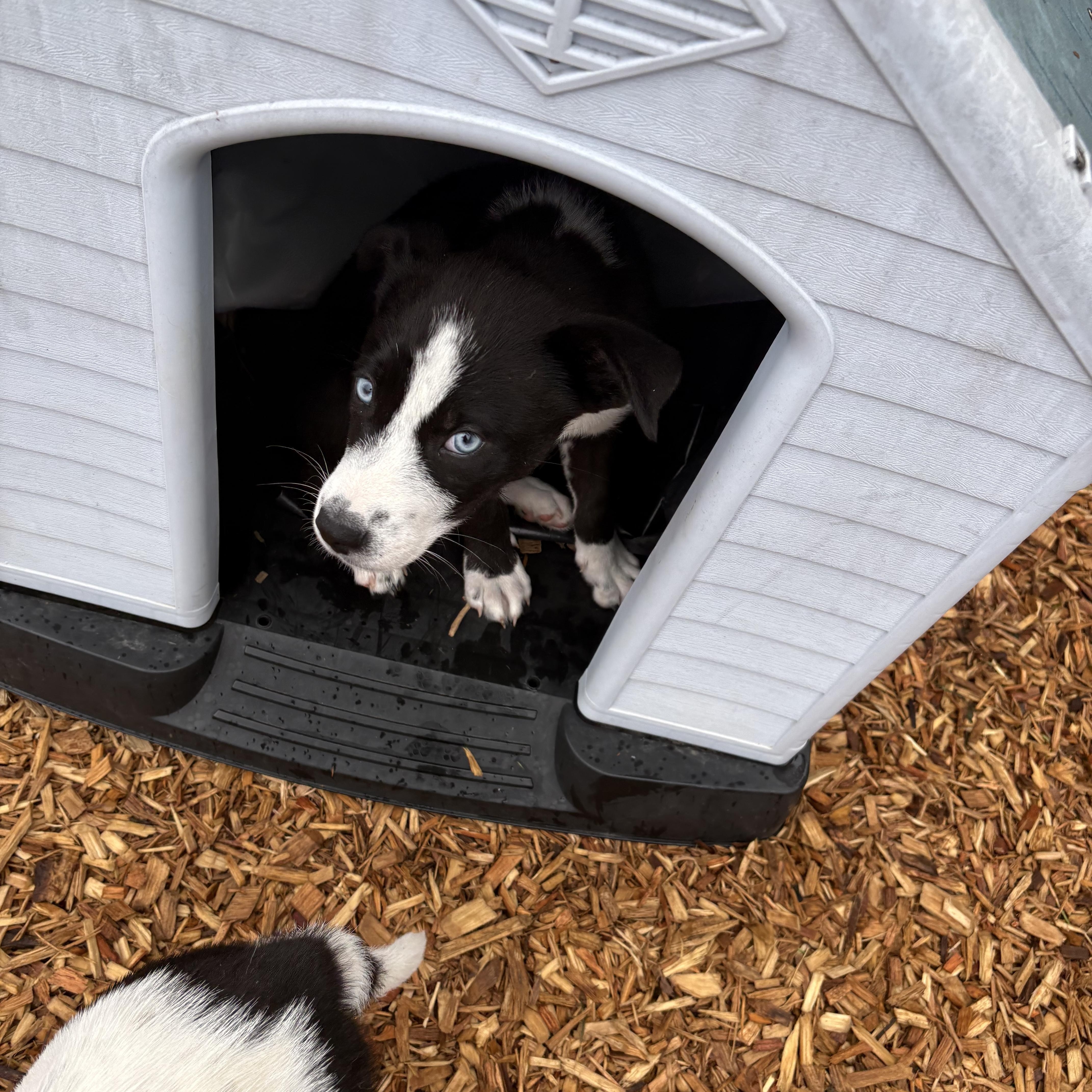Enlarge Agnes, a ADOPTABLE mixed breed in Abington, PA image 5/6