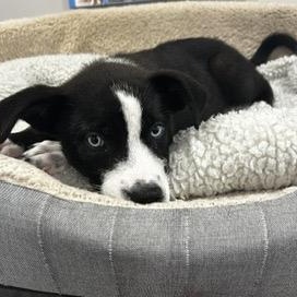 Enlarge Agnes, a ADOPTABLE mixed breed in Abington, PA image 2/6