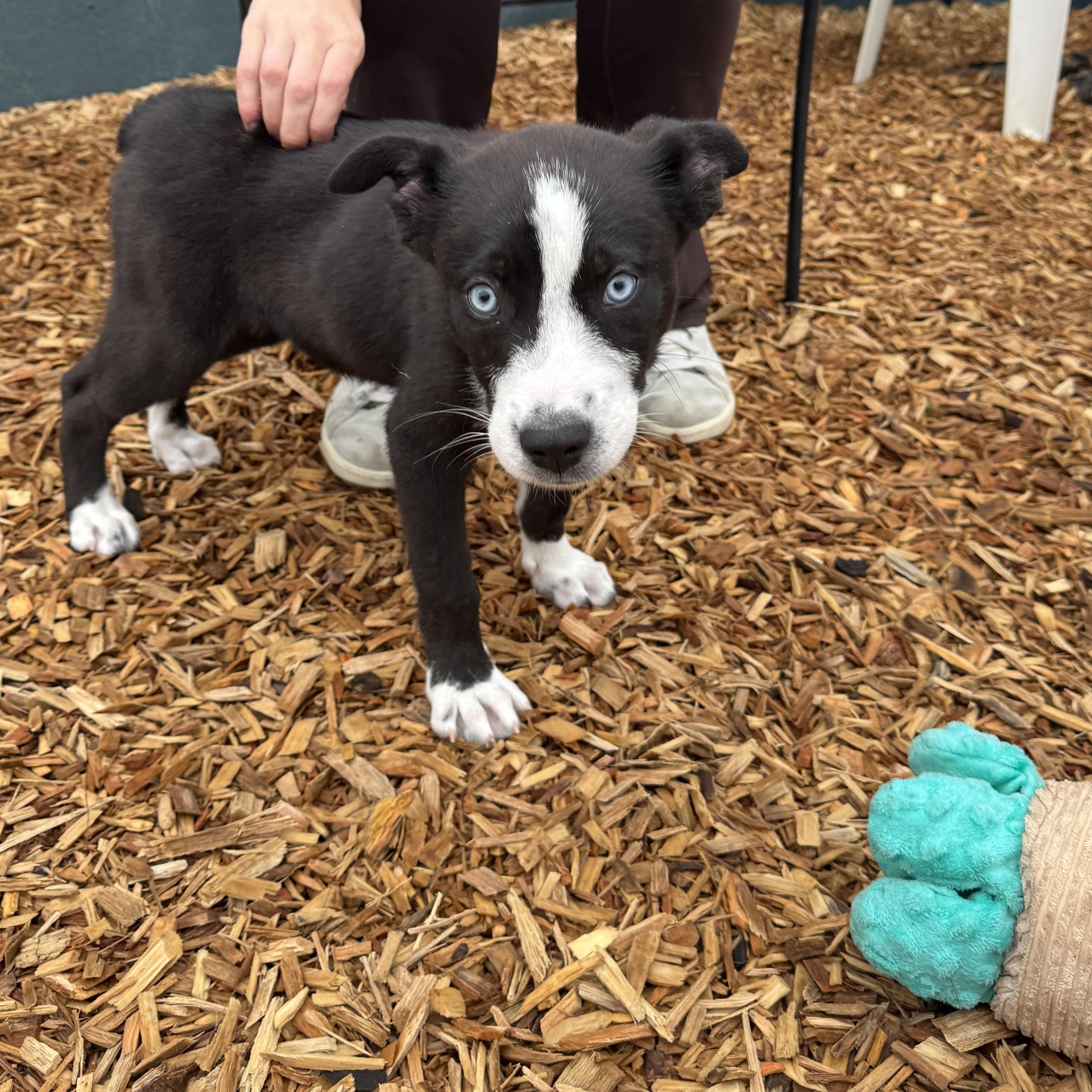 Enlarge Agnes, a ADOPTABLE mixed breed in Abington, PA image 4/6