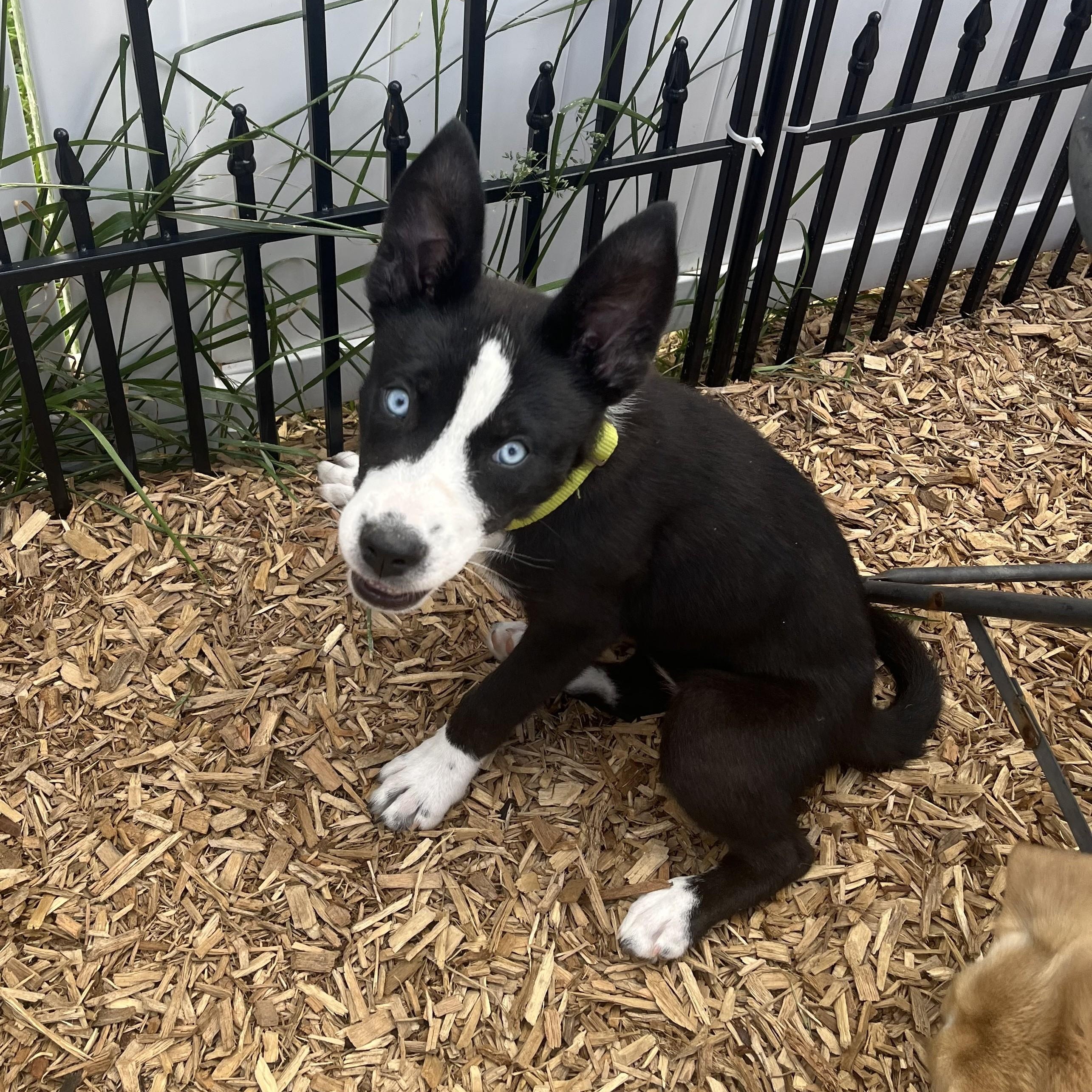 Enlarge Agnes, a ADOPTABLE mixed breed in Abington, PA image 1/6