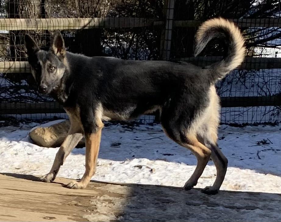 Rocky, a Adoptable German Shepherd Dog in Coatesville, PA image 4/4