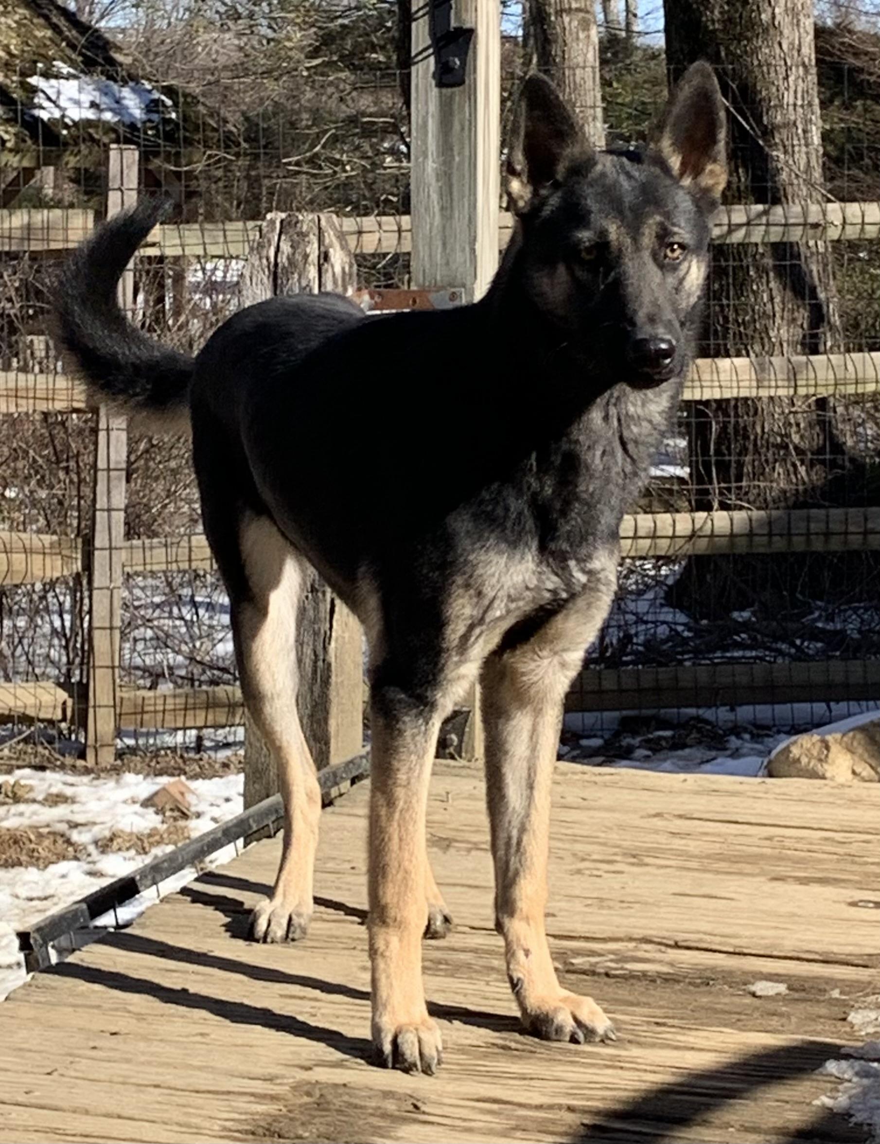 Rocky, a Adoptable German Shepherd Dog in Coatesville, PA image 2/4