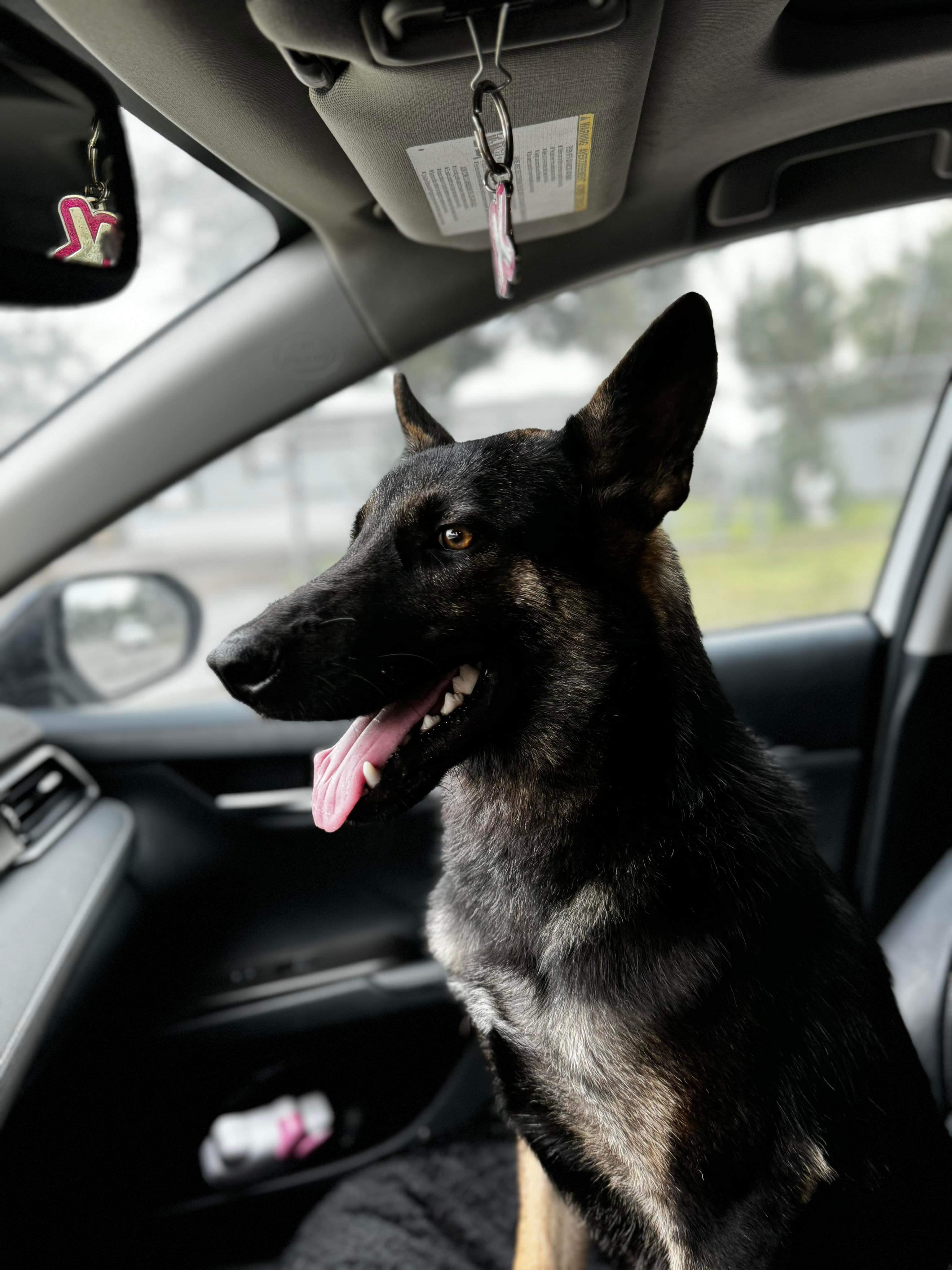 Rocky, a Adoptable German Shepherd Dog in Coatesville, PA image 3/4