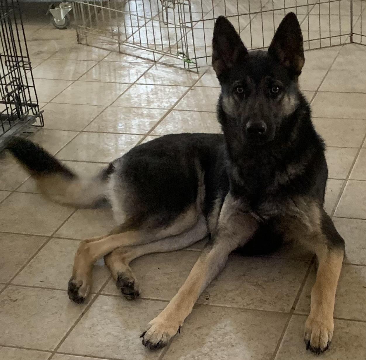 Rocky, a Adoptable German Shepherd Dog in Coatesville, PA image 1/4
