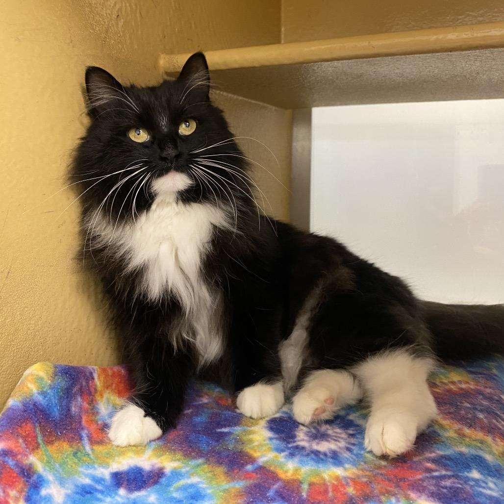 Meena, Adoptable, Adult Female Domestic Long Hair.