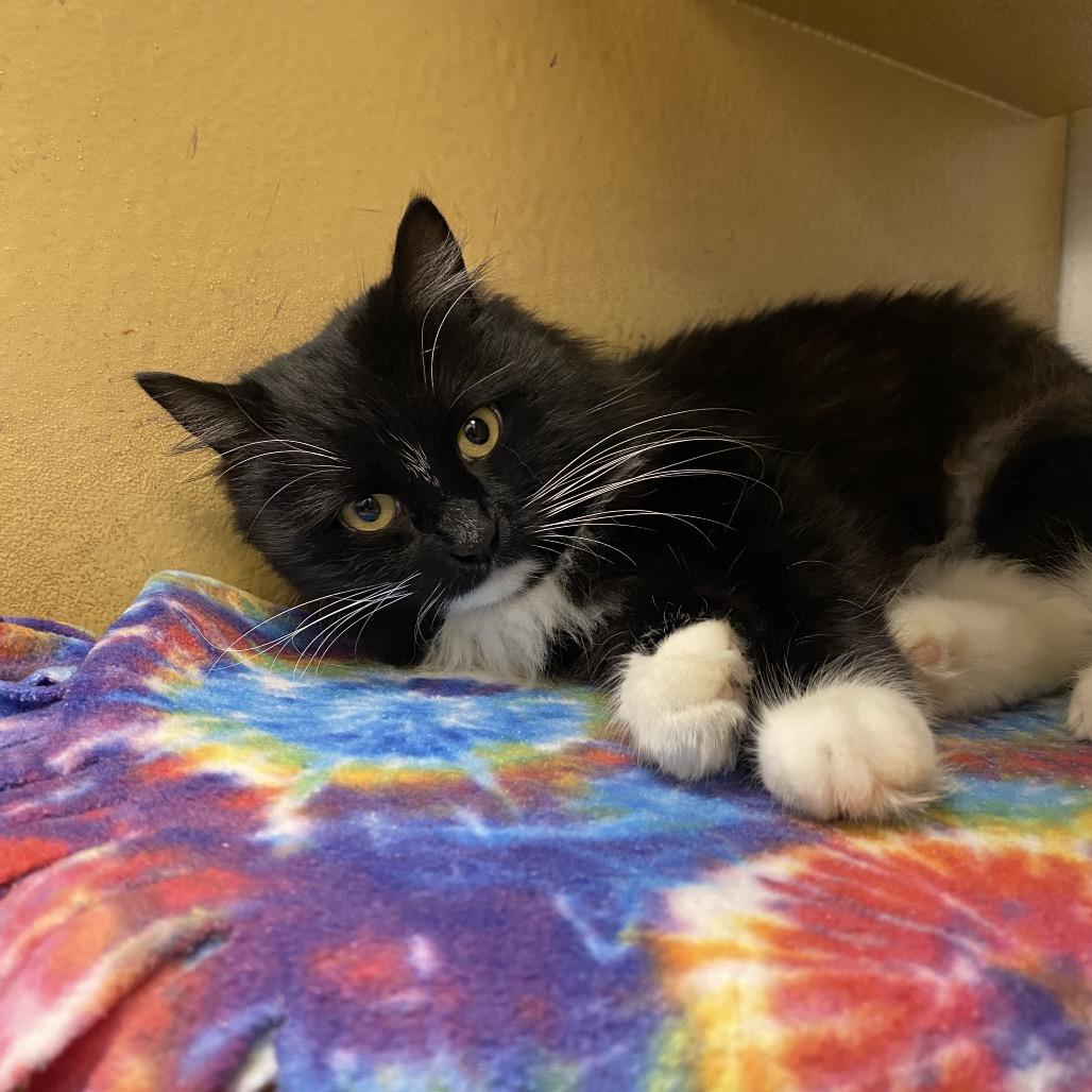 Enlarge Meena, a Adoptable Domestic Long Hair in Spokane, WA image 2/3