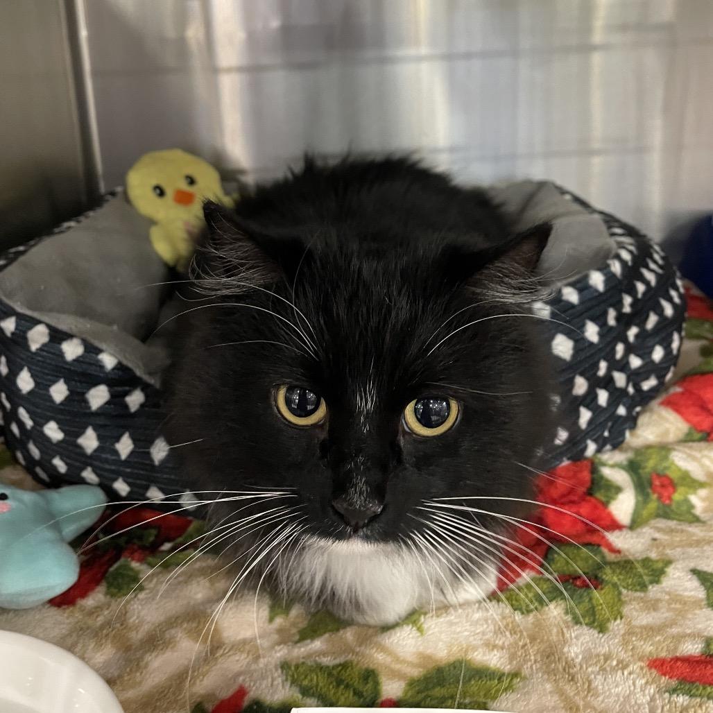 Enlarge Meena, a Adoptable Domestic Long Hair in Spokane, WA image 3/3