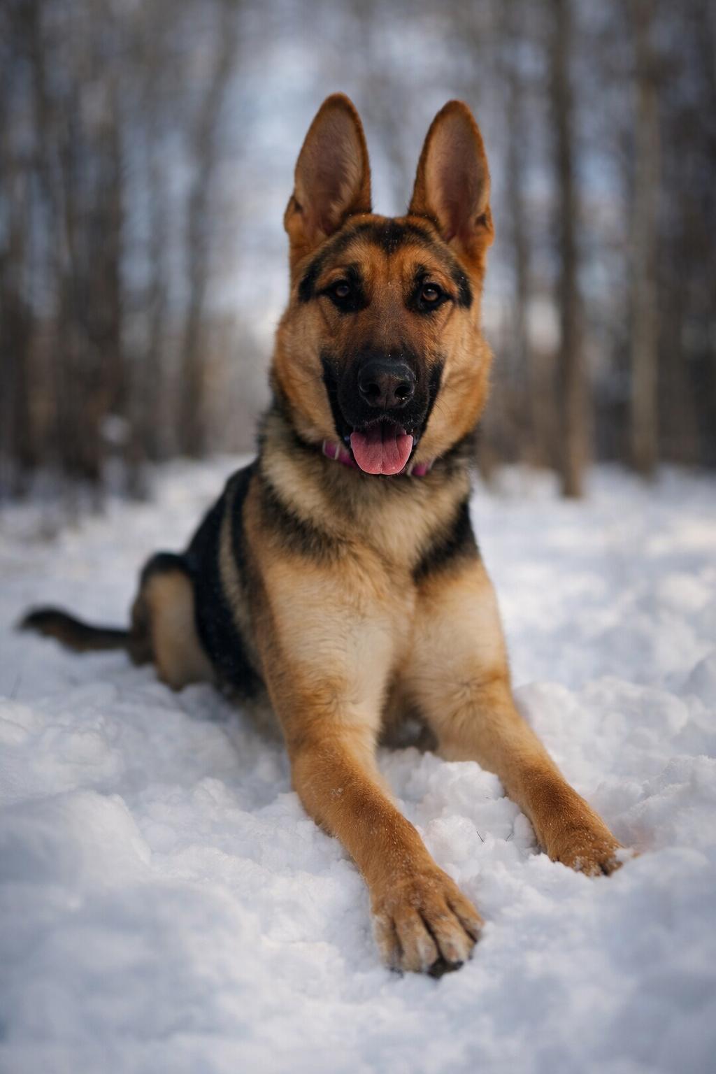 Skye, a ADOPTABLE German Shepherd Dog in AQUEBOGUE, NY image 3/3