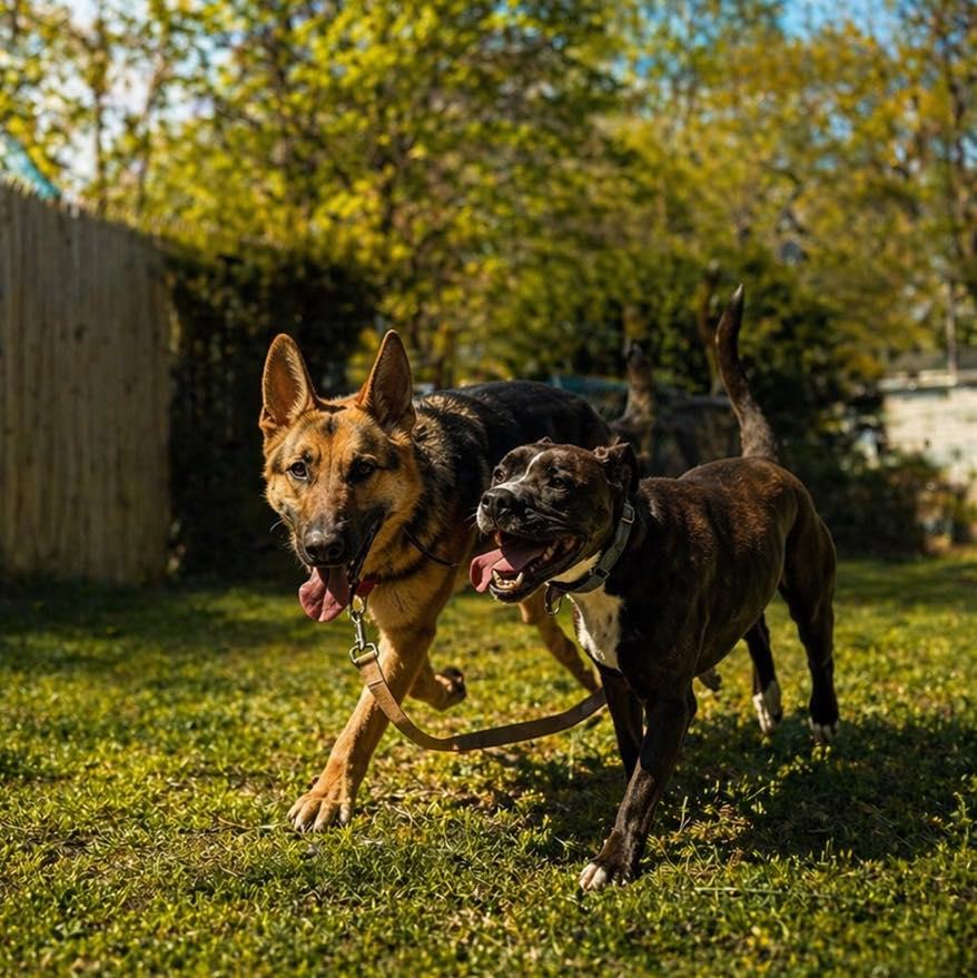 Skye, a ADOPTABLE German Shepherd Dog in AQUEBOGUE, NY image 2/3