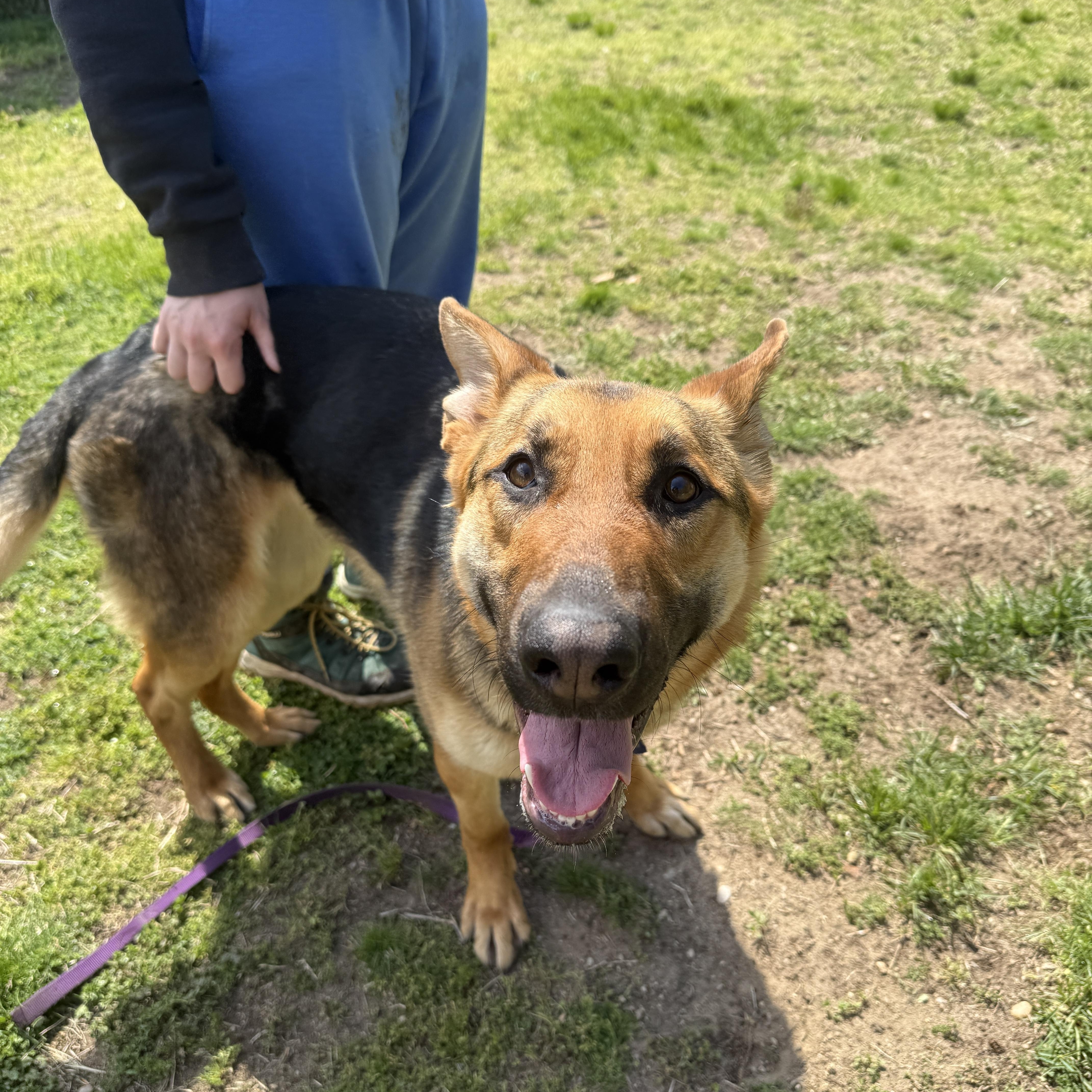 Skye, a ADOPTABLE German Shepherd Dog in AQUEBOGUE, NY image 1/3