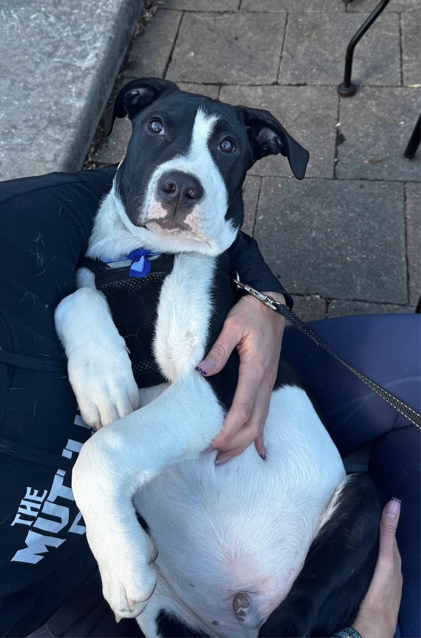 Linus, Adopted, Young Male American Staffordshire Terrier.