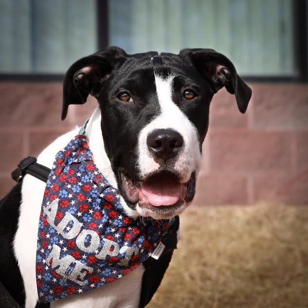Enlarge Linus, a Adopted American Staffordshire Terrier in Fort Collins, CO image 2/3