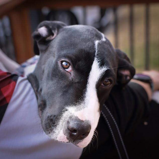 Enlarge Linus, a Adopted American Staffordshire Terrier in Fort Collins, CO image 3/3