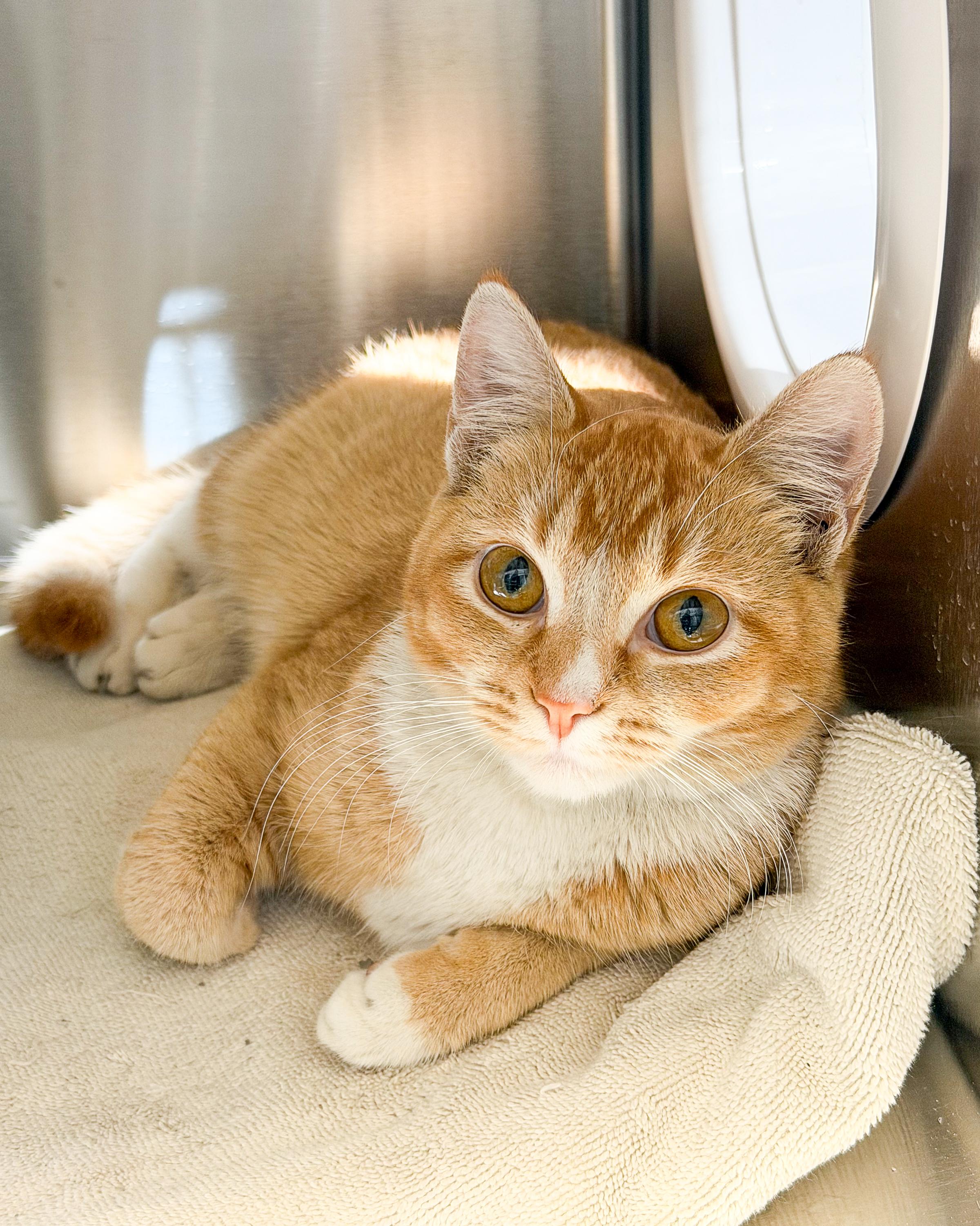 Katarina, Adoptable, Young Female American Shorthair.