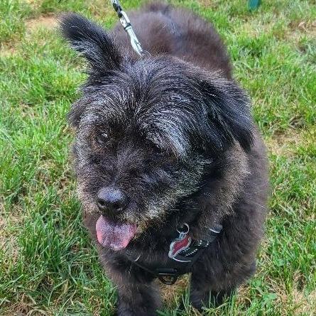 Rags (fka Bala), Adoptable, Senior Female Tibetan Terrier.