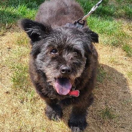 Enlarge Rags (fka Bala), a Adoptable Tibetan Terrier in Potomac, MD image 2/6