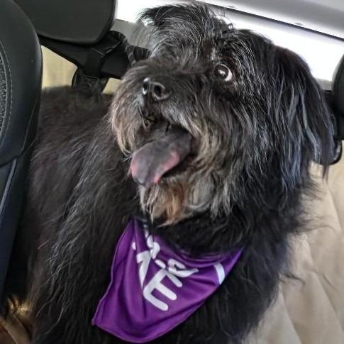 Enlarge Rags (fka Bala), a Adoptable Tibetan Terrier in Potomac, MD image 3/6