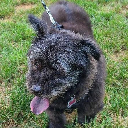 Enlarge Rags (fka Bala), a Adoptable Tibetan Terrier in Potomac, MD image 4/6
