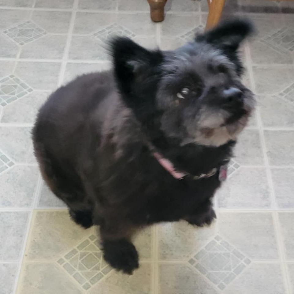 Enlarge Rags (fka Bala), a Adoptable Tibetan Terrier in Potomac, MD image 5/6