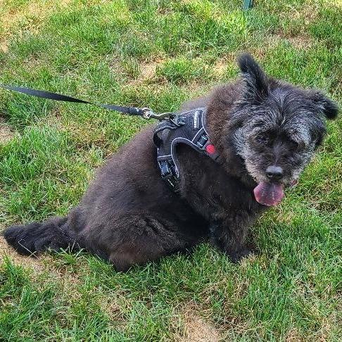 Enlarge Rags (fka Bala), a Adoptable Tibetan Terrier in Potomac, MD image 6/6