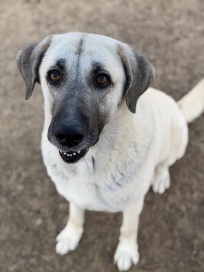 Primrose, a Adoptable mixed breed in Irving, TX image 1/3