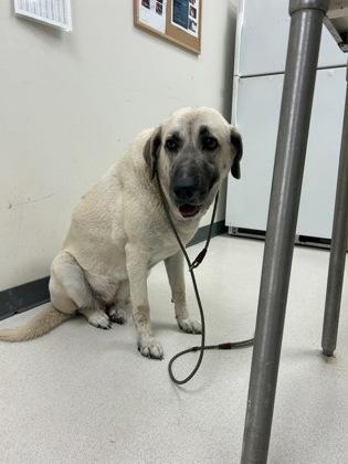 Primrose, a Adoptable mixed breed in Irving, TX image 2/3