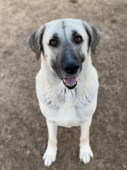 Primrose, a Adoptable mixed breed in Irving, TX image 3/3